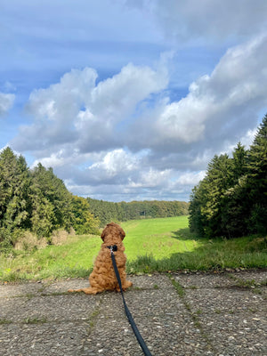 Hoe je je puppy veilig los traint in het bos met het WOOFWOOF Hondensnack Zakje
