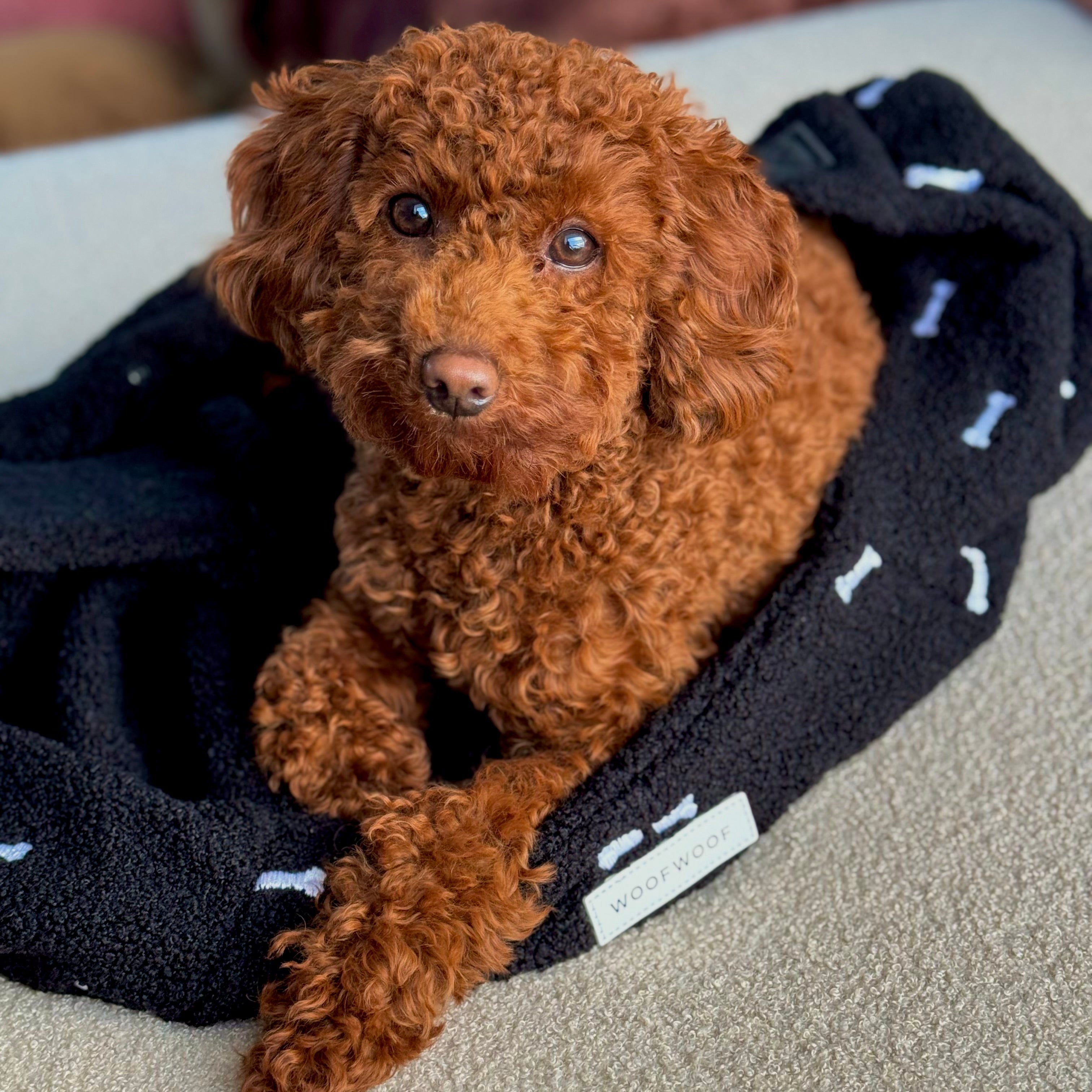 HONDEN DRAAGZAK ZWART met botjes